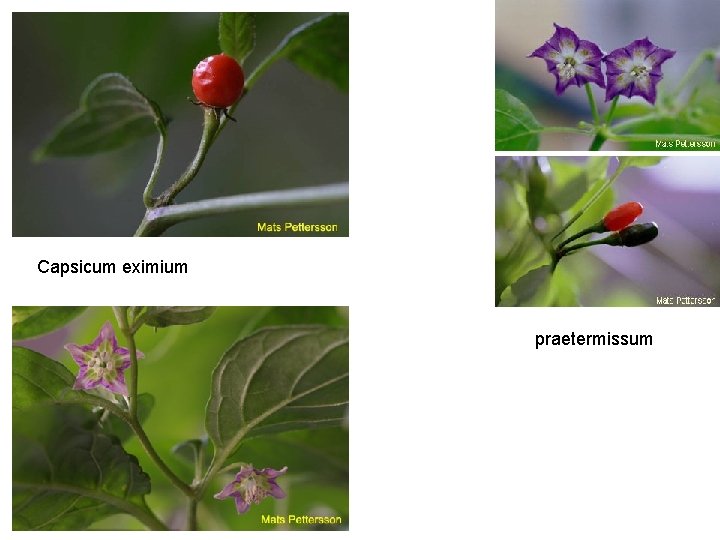 Capsicum eximium praetermissum 