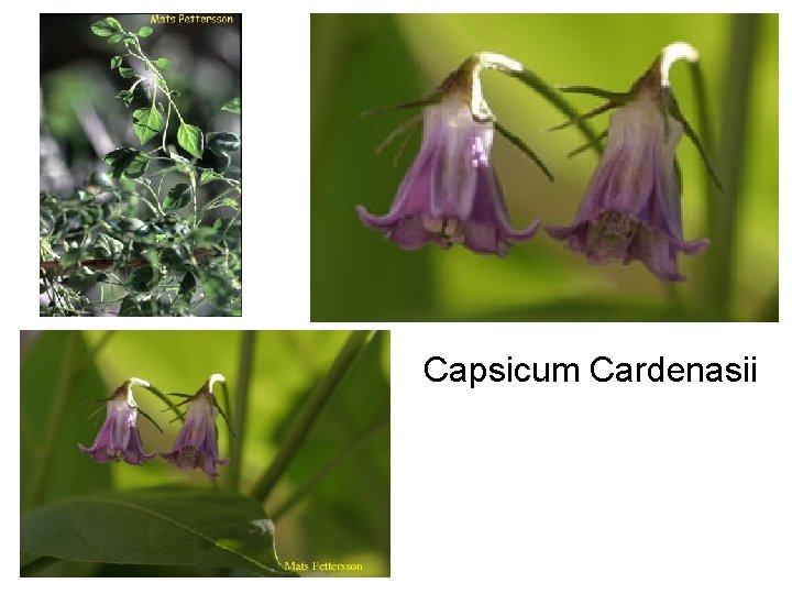 Capsicum Cardenasii 