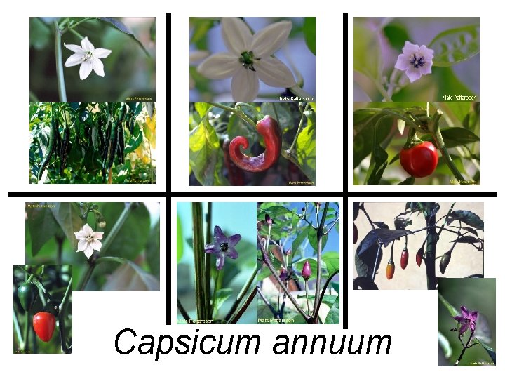 Capsicum annuum 