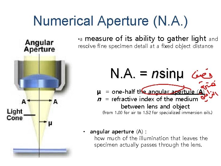 Numerical Aperture (N. A. ) • a measure of its ability to gather light