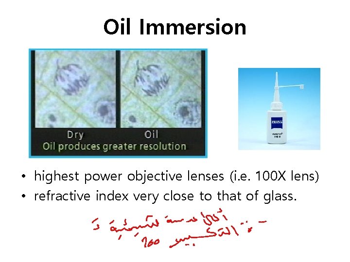 Oil Immersion • highest power objective lenses (i. e. 100 X lens) • refractive