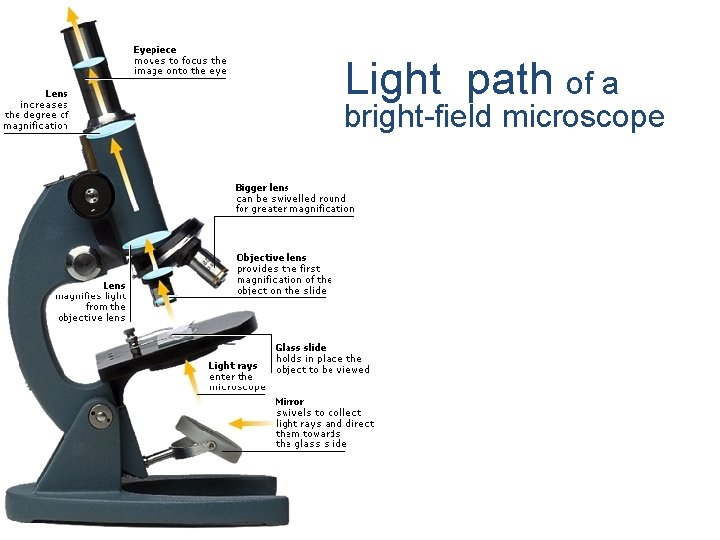 Light path of a bright-field microscope 