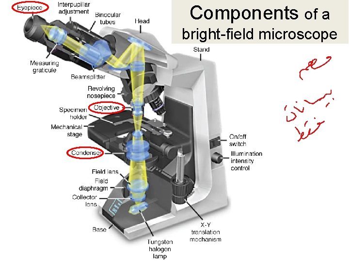 Components of a bright-field microscope 