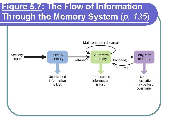Figure 5. 7: The Flow of Information Through the Memory System (p. 135) Figure 5. 7: The Flow of Information Through the Memory System (p. 135)