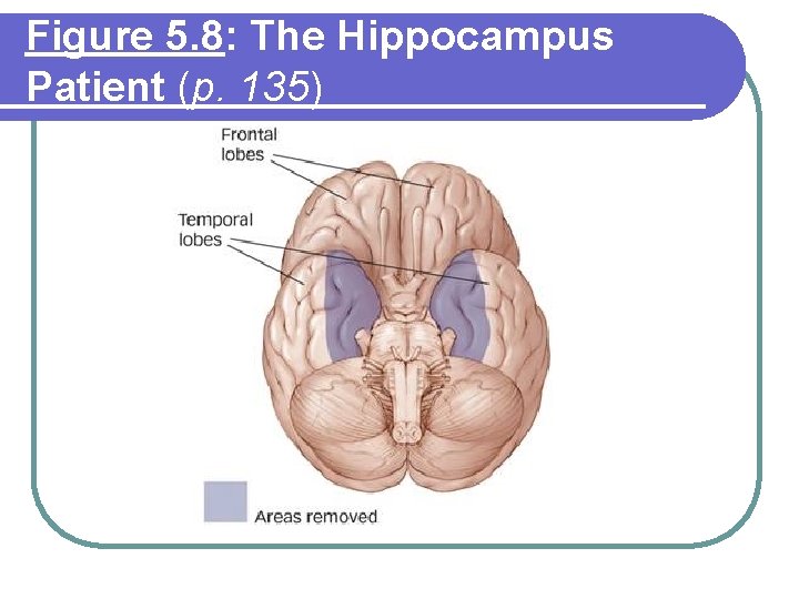 Figure 5. 8: The Hippocampus Patient (p. 135) Figure 5. 8: The Hippocampus Patient (p. 135)