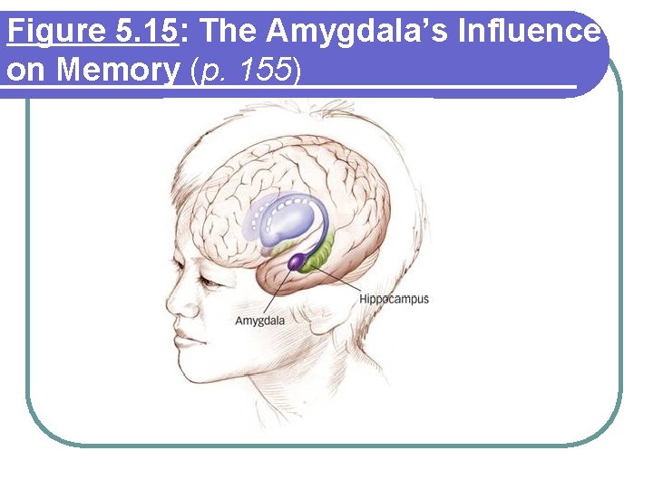 Figure 5. 15: The Amygdala’s Influence on Memory (p. 155) Figure 5. 15: The Amygdala’s Influence on Memory (p. 155)