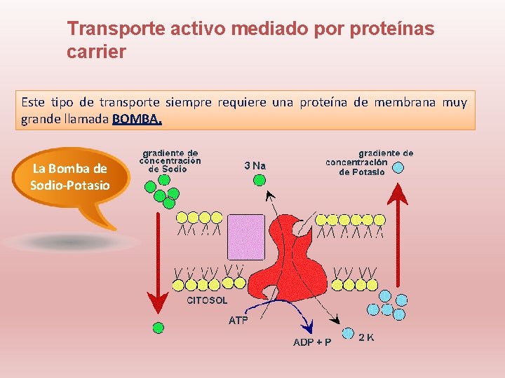 Transporte activo mediado por proteínas carrier Este tipo de transporte siempre requiere una proteína