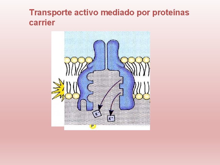 Transporte activo mediado por proteínas carrier 
