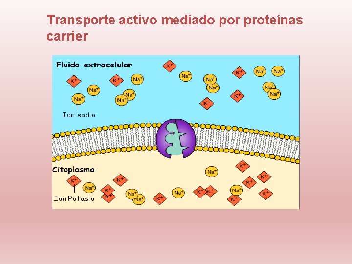 Transporte activo mediado por proteínas carrier 
