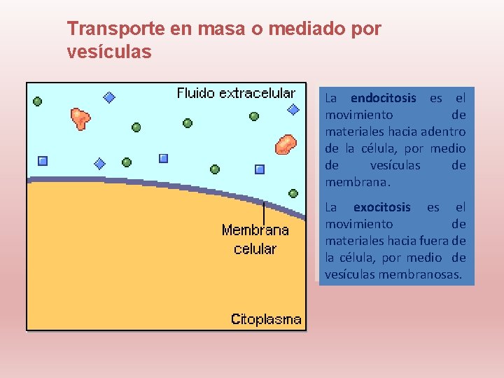 Transporte en masa o mediado por vesículas La endocitosis es el movimiento de materiales