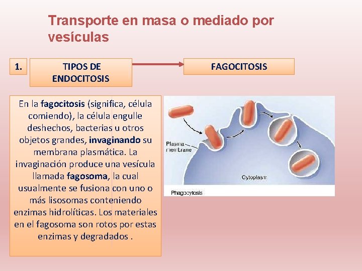 Transporte en masa o mediado por vesículas 1. TIPOS DE ENDOCITOSIS En la fagocitosis