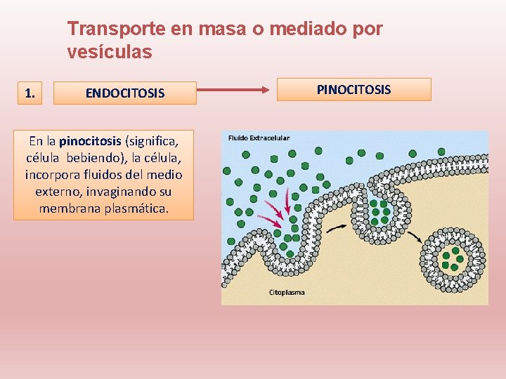 Transporte en masa o mediado por vesículas 1. ENDOCITOSIS En la pinocitosis (significa, célula