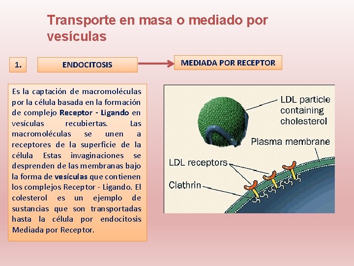 Transporte en masa o mediado por vesículas 1. ENDOCITOSIS Es la captación de macromoléculas