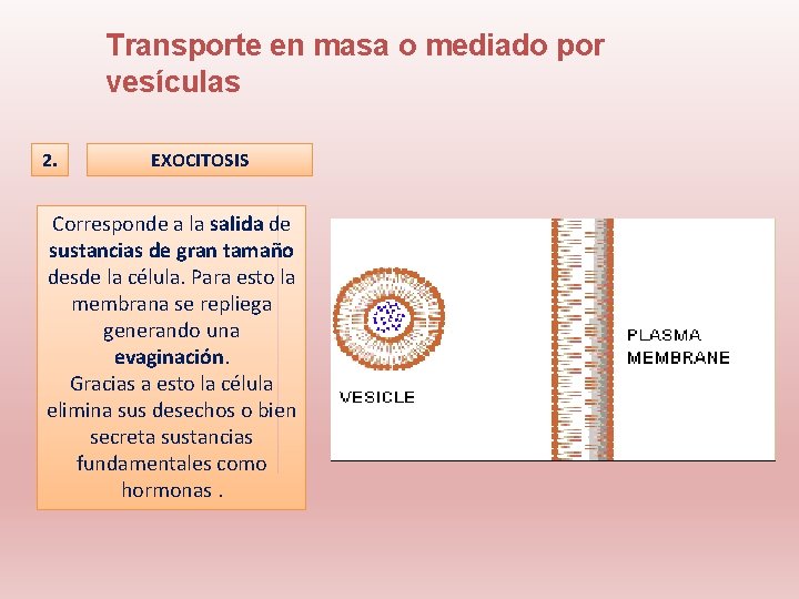 Transporte en masa o mediado por vesículas 2. EXOCITOSIS Corresponde a la salida de