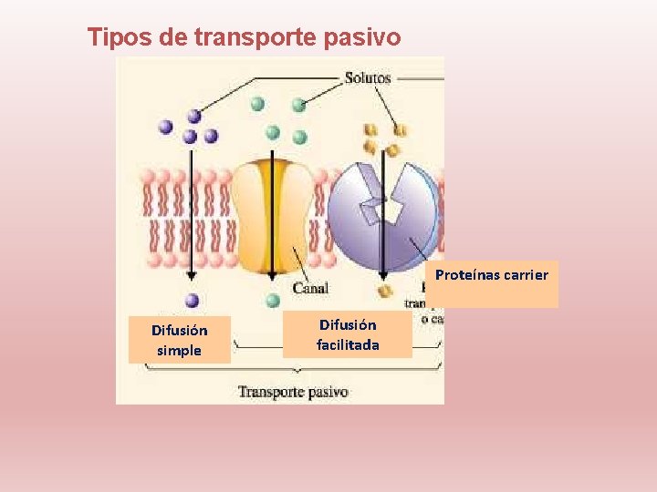 Tipos de transporte pasivo Proteínas carrier Difusión simple Difusión facilitada 