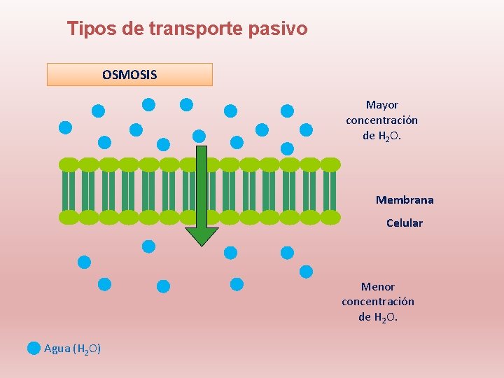 Tipos de transporte pasivo OSMOSIS Mayor concentración de H 2 O. Membrana Celular Menor
