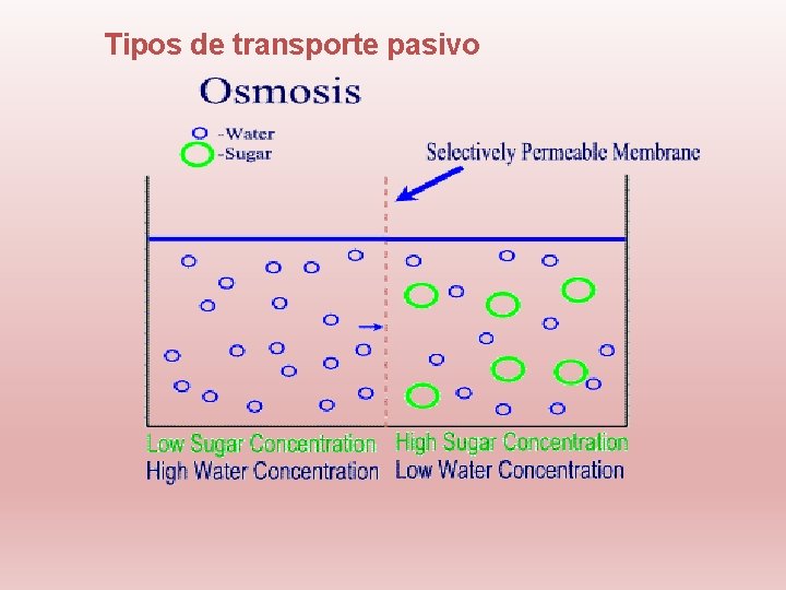 Tipos de transporte pasivo 