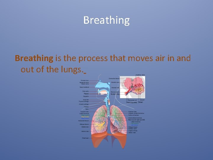 Breathing is the process that moves air in and out of the lungs. 