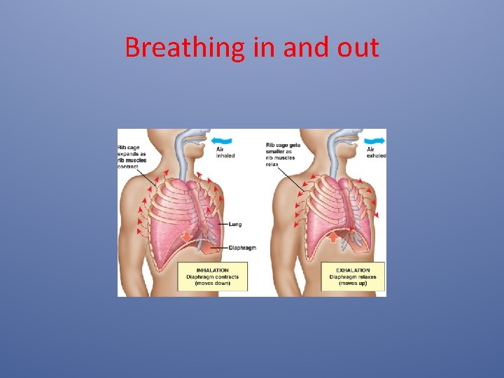 Breathing in and out 