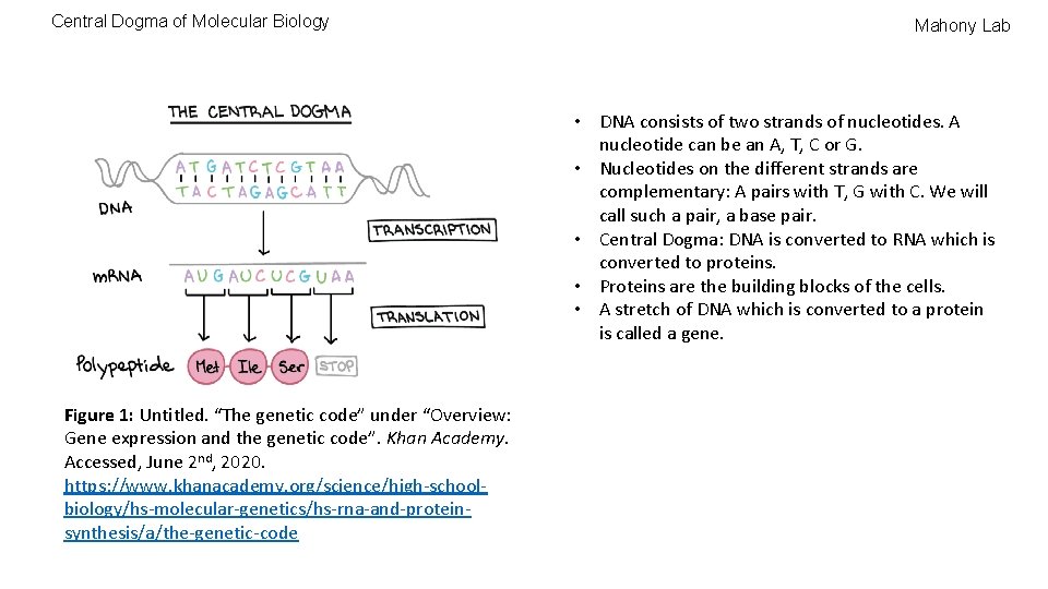 Central Dogma of Molecular Biology Mahony Lab • DNA consists of two strands of