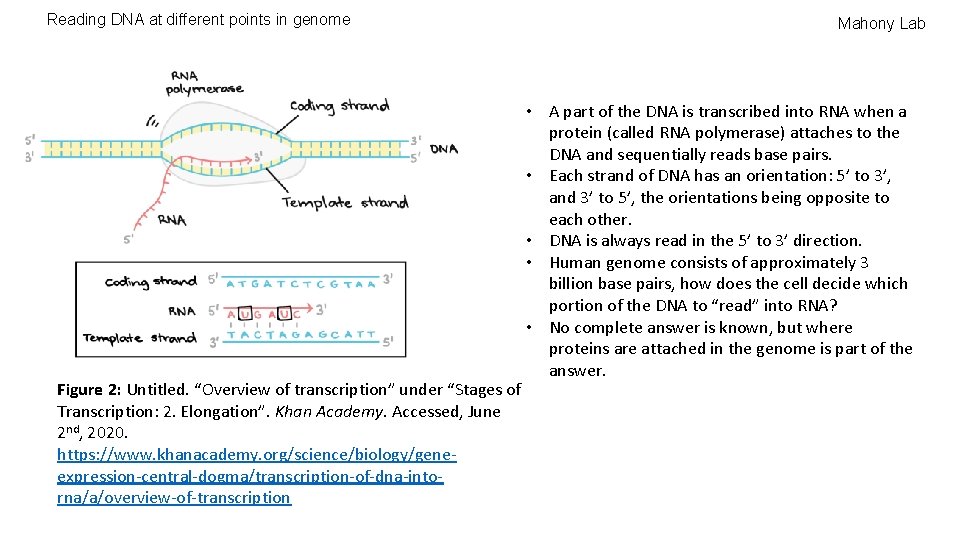 Reading DNA at different points in genome Figure 2: Untitled. “Overview of transcription” under