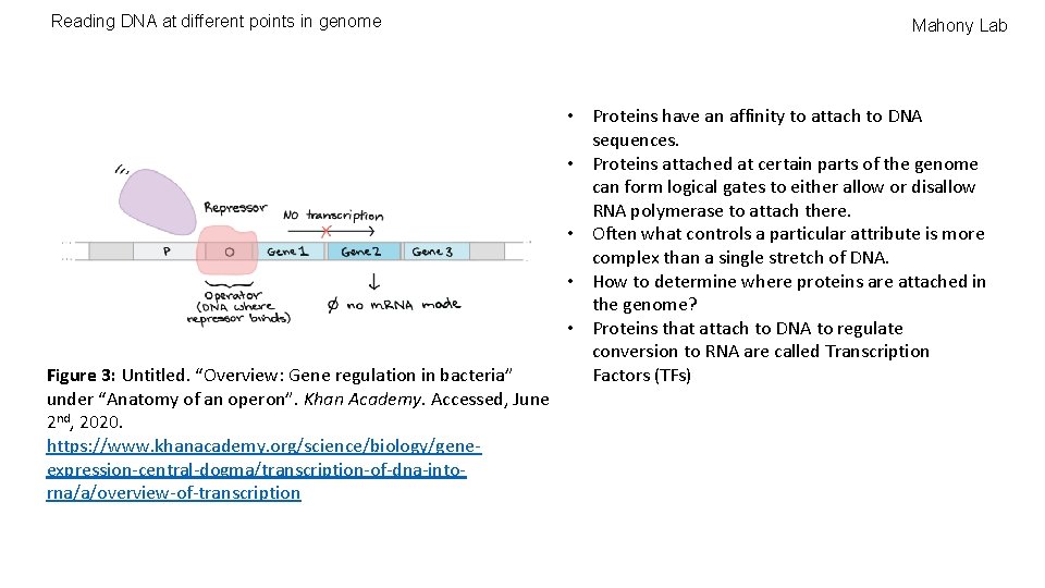 Reading DNA at different points in genome Figure 3: Untitled. “Overview: Gene regulation in