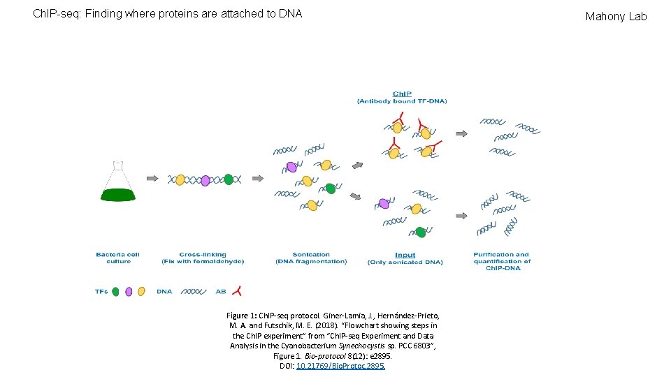 Ch. IP-seq: Finding where proteins are attached to DNA Figure 1: Ch. IP-seq protocol.