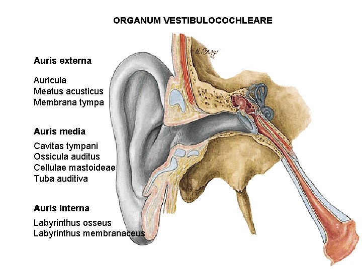 ORGANUM VESTIBULOCOCHLEARE Auris externa Auricula Meatus acusticus externus Membrana tympani Auris media Cavitas tympani