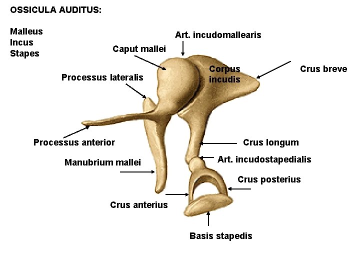 OSSICULA AUDITUS: Malleus Incus Stapes Art. incudomallearis Caput mallei Processus lateralis Processus anterior Manubrium