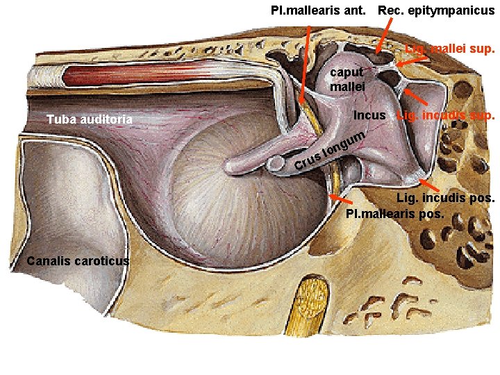Pl. mallearis ant. Rec. epitympanicus Lig. mallei sup. caput mallei Incus Lig. incudis sup.