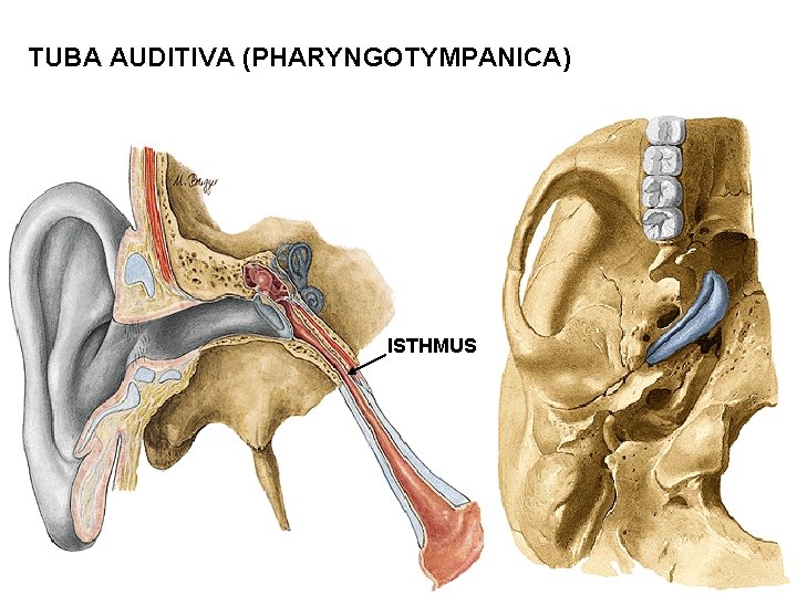 TUBA AUDITIVA (PHARYNGOTYMPANICA) ISTHMUS 