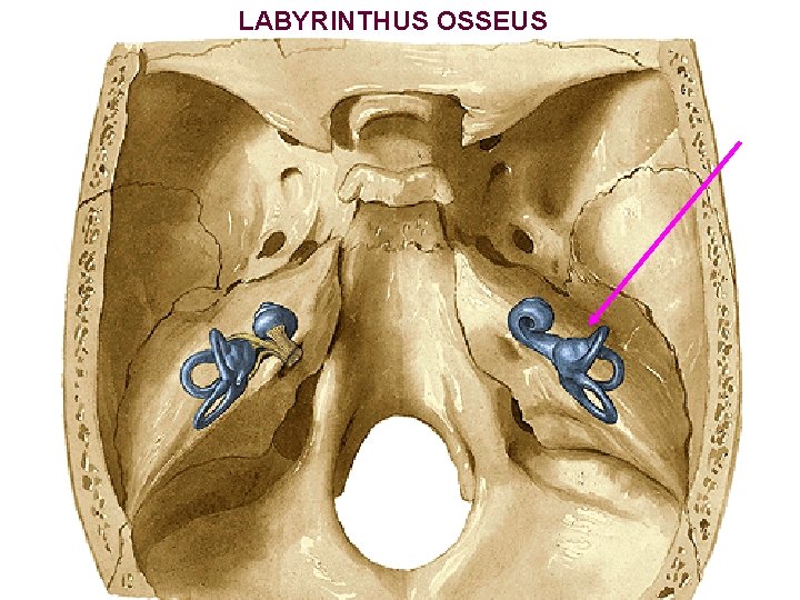 LABYRINTHUS OSSEUS 