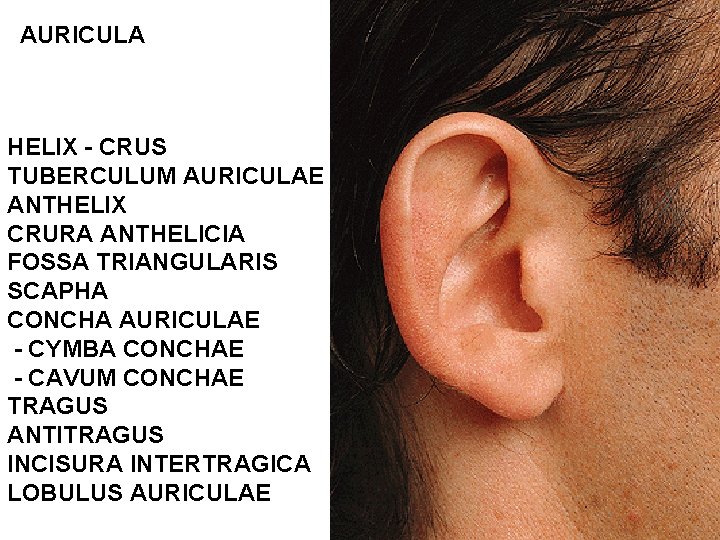 AURICULA HELIX - CRUS TUBERCULUM AURICULAE ANTHELIX CRURA ANTHELICIA FOSSA TRIANGULARIS SCAPHA CONCHA AURICULAE