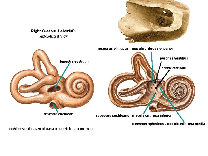 recessus ellipticus - macula cribrosa superior fenestra vestibuli pyramis vestibuli crista vestibuli fenestra cochleae
