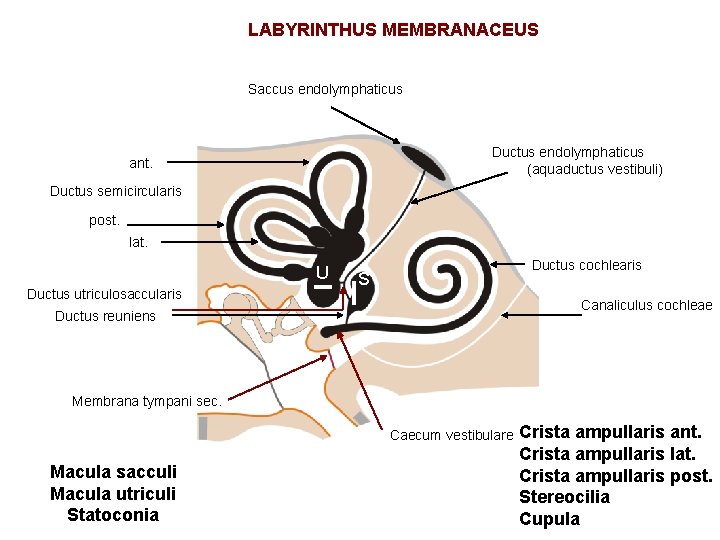 LABYRINTHUS MEMBRANACEUS Saccus endolymphaticus Ductus endolymphaticus (aquaductus vestibuli) ant. Ductus semicircularis post. lat. U