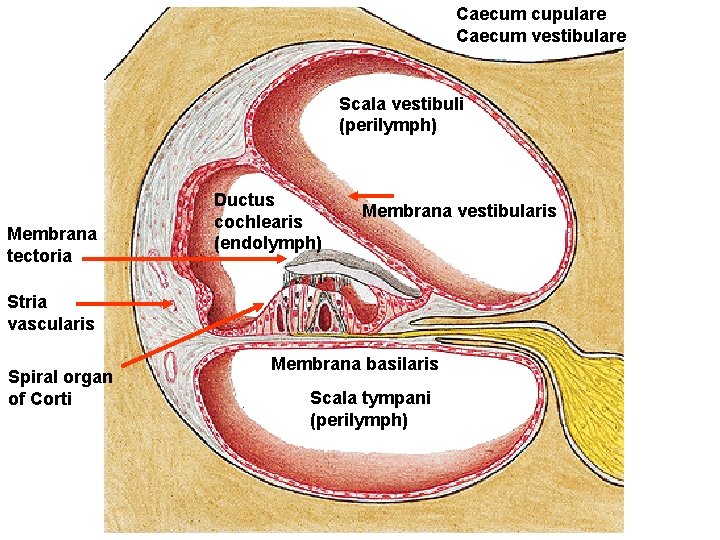 Caecum cupulare Caecum vestibulare Scala vestibuli (perilymph) Membrana tectoria Ductus cochlearis (endolymph) Membrana vestibularis
