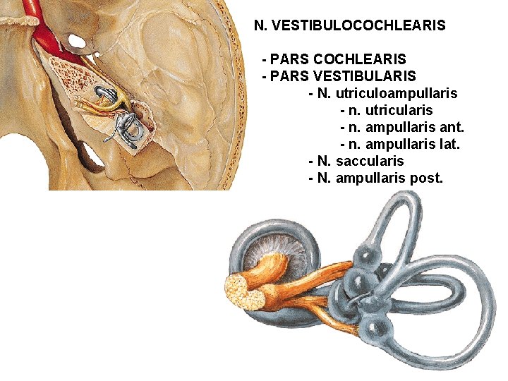 N. VESTIBULOCOCHLEARIS - PARS VESTIBULARIS - N. utriculoampullaris - n. utricularis - n. ampullaris