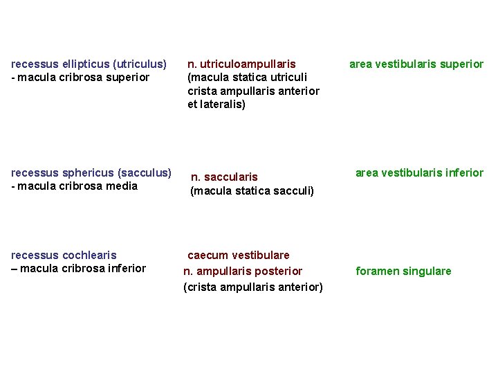 recessus ellipticus (utriculus) - macula cribrosa superior n. utriculoampullaris (macula statica utriculi crista ampullaris