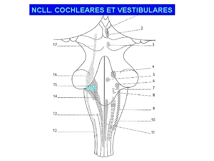 NCLL. COCHLEARES ET VESTIBULARES VIII 