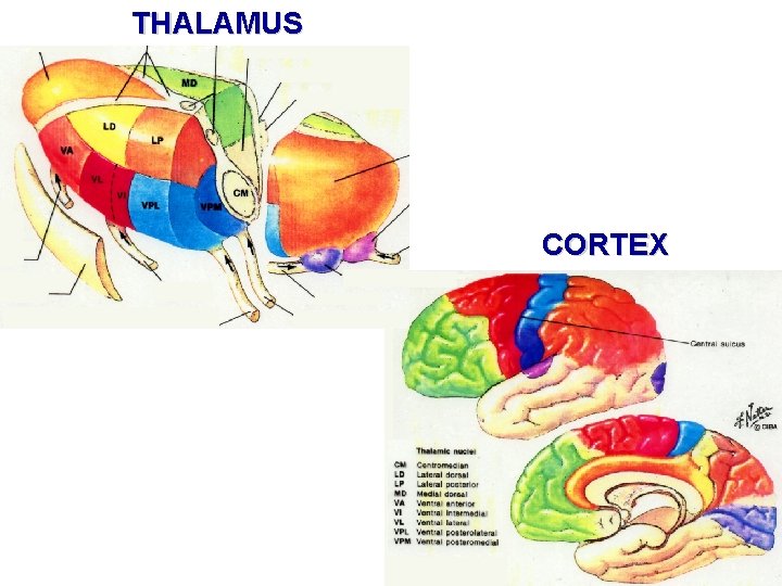 THALAMUS CORTEX 