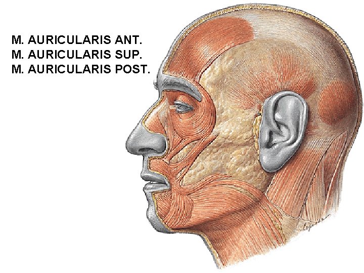 M. AURICULARIS ANT. M. AURICULARIS SUP. M. AURICULARIS POST. 