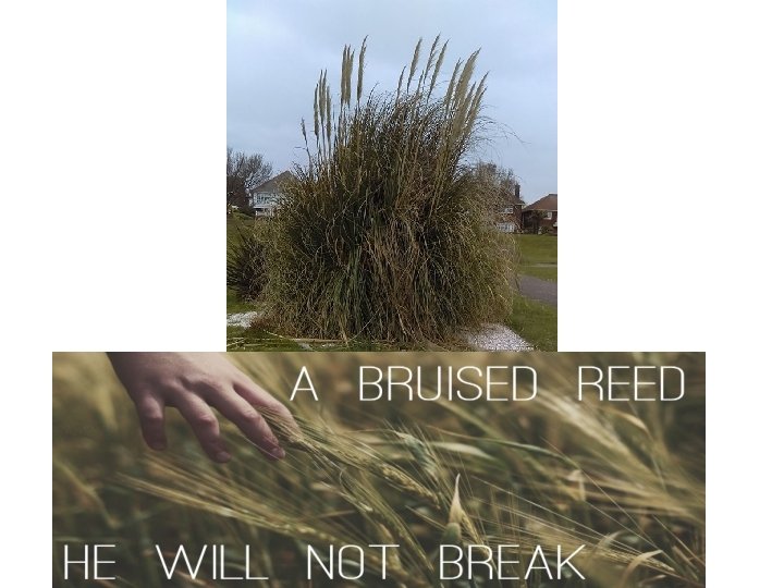 A bruised reed 