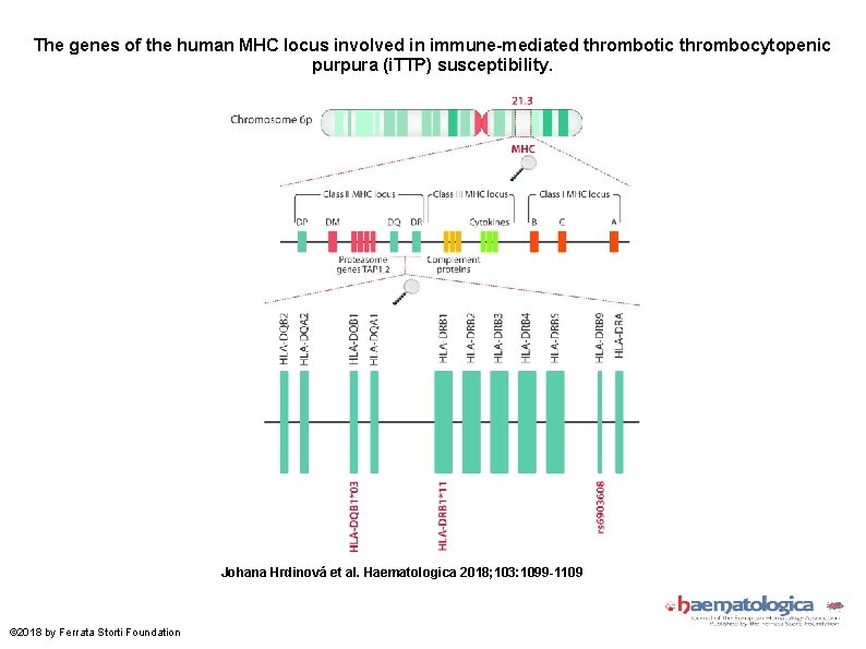 The genes of the human MHC locus involved in immune-mediated thrombotic thrombocytopenic purpura (i.