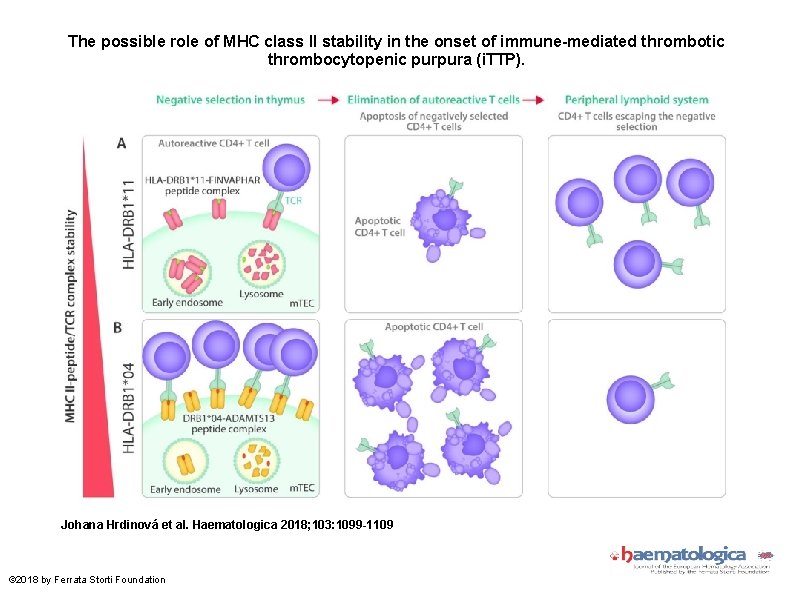 The possible role of MHC class II stability in the onset of immune-mediated thrombotic