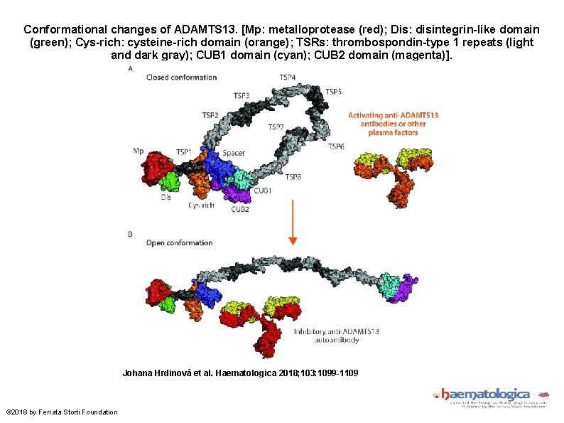 Conformational changes of ADAMTS 13. [Mp: metalloprotease (red); Dis: disintegrin-like domain (green); Cys-rich: cysteine-rich