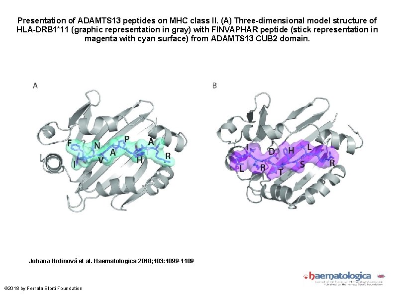 Presentation of ADAMTS 13 peptides on MHC class II. (A) Three-dimensional model structure of