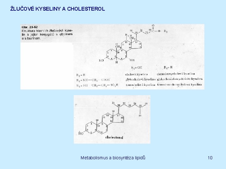 ŽLUČOVÉ KYSELINY A CHOLESTEROL Metabolismus a biosyntéza lipidů 10 