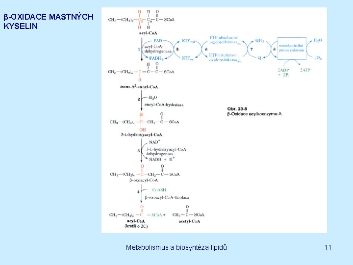 β-OXIDACE MASTNÝCH KYSELIN Metabolismus a biosyntéza lipidů 11 