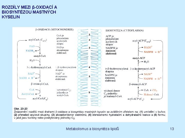 ROZDÍLY MEZI β-OXIDACÍ A BIOSYNTÉZOU MASTNÝCH KYSELIN Metabolismus a biosyntéza lipidů 13 