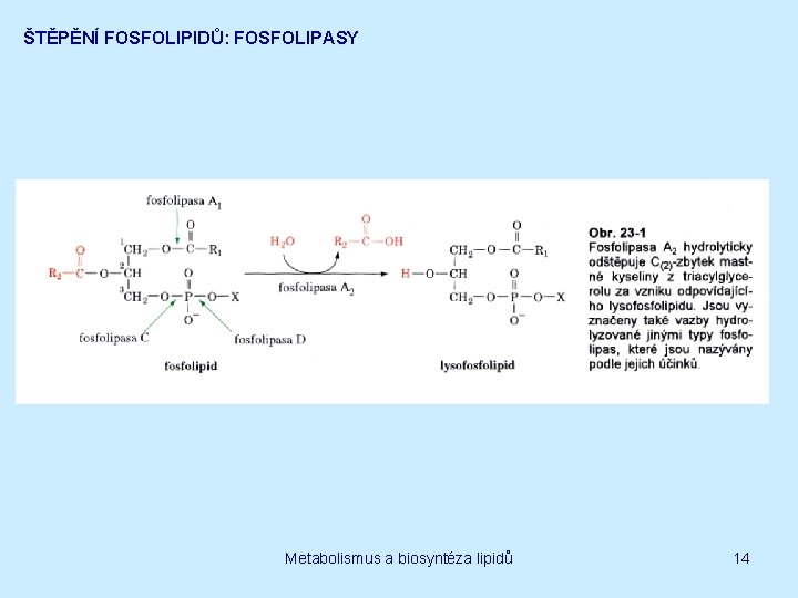 ŠTĚPĚNÍ FOSFOLIPIDŮ: FOSFOLIPASY Metabolismus a biosyntéza lipidů 14 